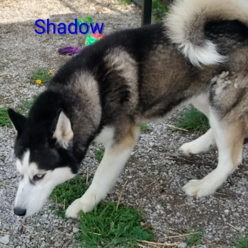An adult large-sized male Black Siberian Husky dog named Shadow for adoption in Melbourne, KY