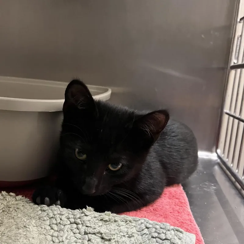 A baby small-sized male Black Domestic Short Hair cat named Scrabble for adoption in Sonoma, CA