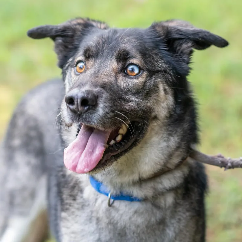 An adult small-sized male Black Husky dog named Levi for adoption in Bartlett, TN