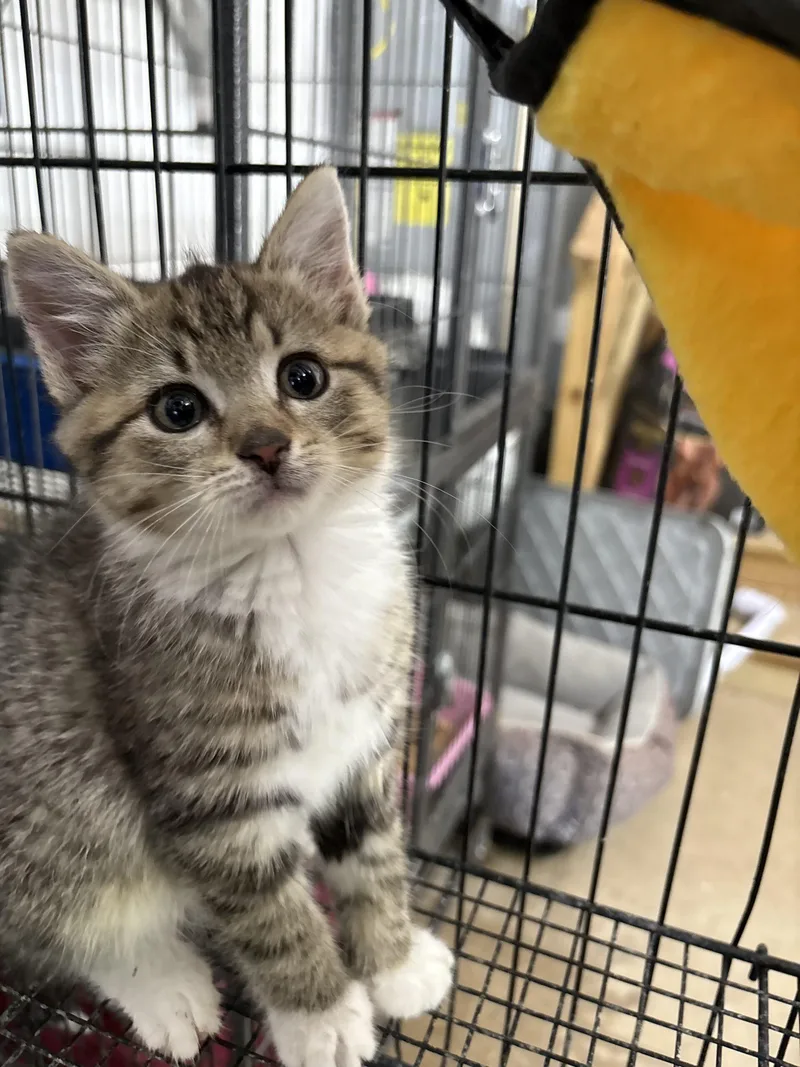 A baby small-sized male Buff / Tan / Fawn Domestic Medium Hair cat named Stewie for adoption in Sanford, NC