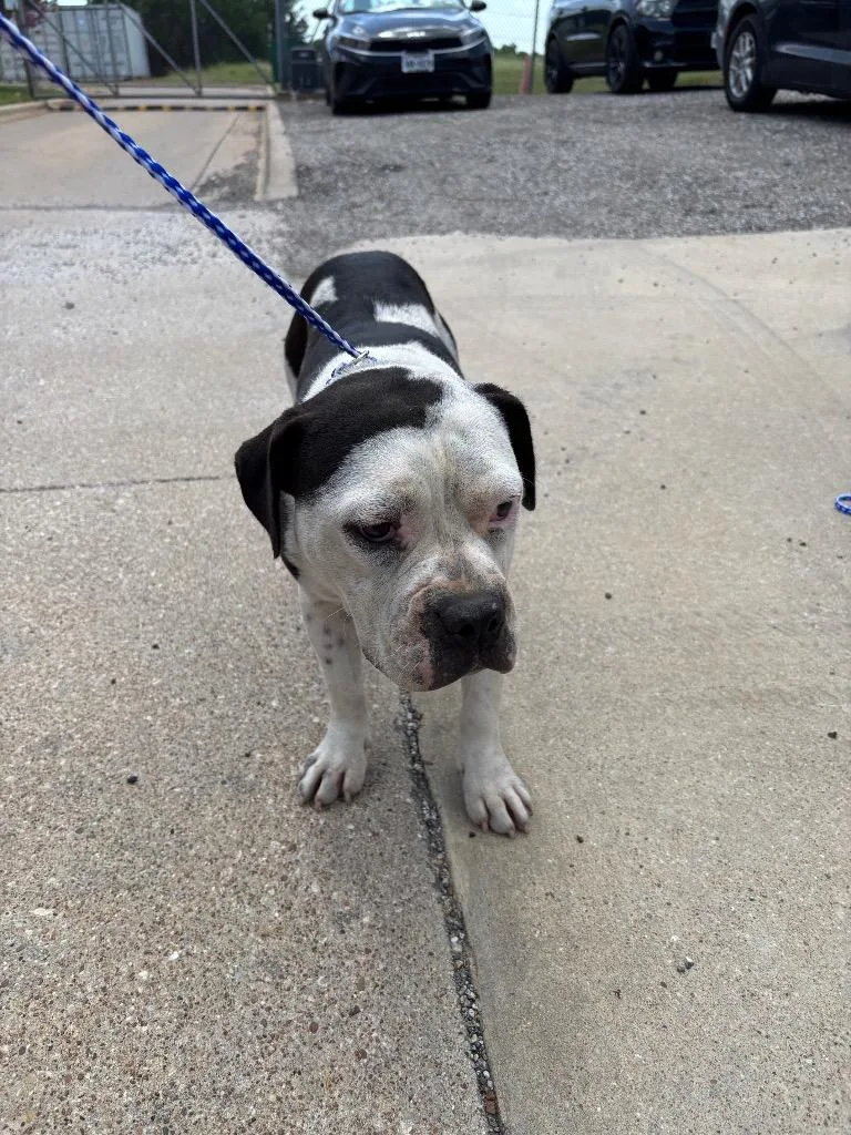 An adult medium-sized female Pit Bull Terrier dog named Smiley for adoption in Belton, TX