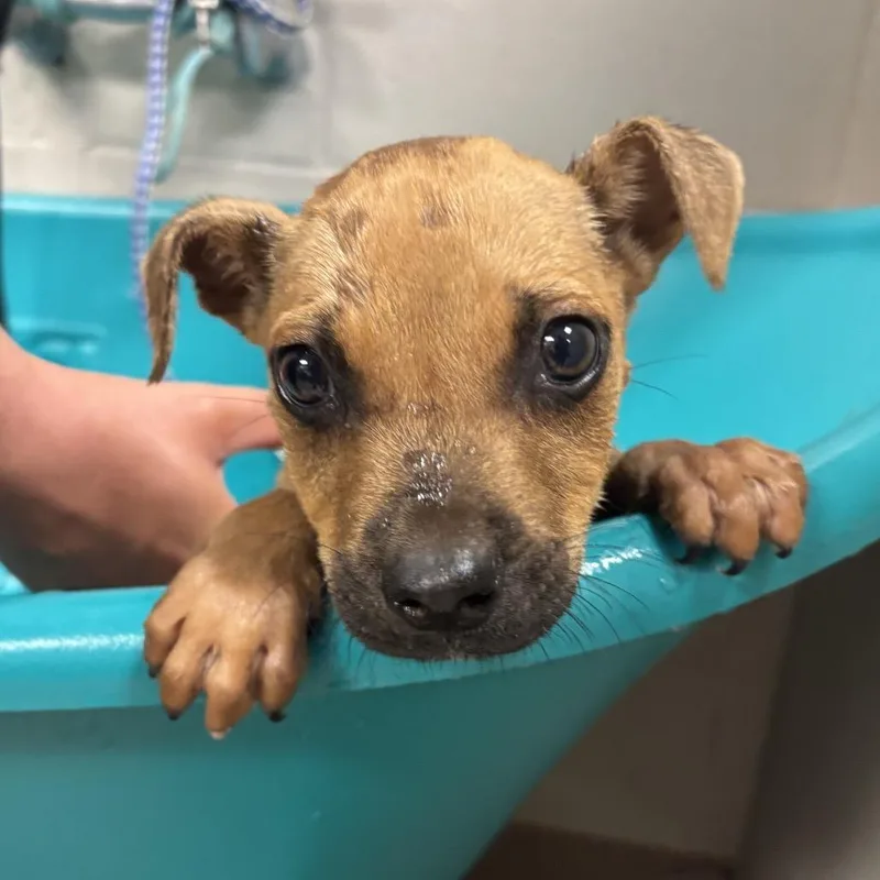 A baby small-sized male Yellow / Tan / Blond / Fawn Mixed Breed dog named Jim for adoption in Hinesville, GA