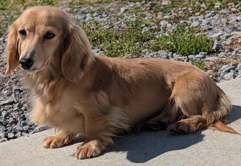An adult small-sized female Apricot / Beige Dachshund (Long Haired) dog named Eve In Sc for adoption in Shelbyville, TN