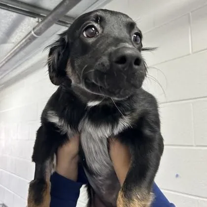 A baby medium-sized female Australian Shepherd dog named Midnight for adoption in Rapid City, SD