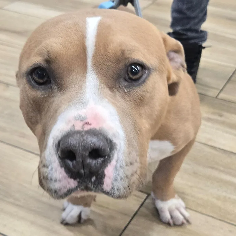 A baby small-sized male Pit Bull Terrier dog named Avenue for adoption in Newark, NJ