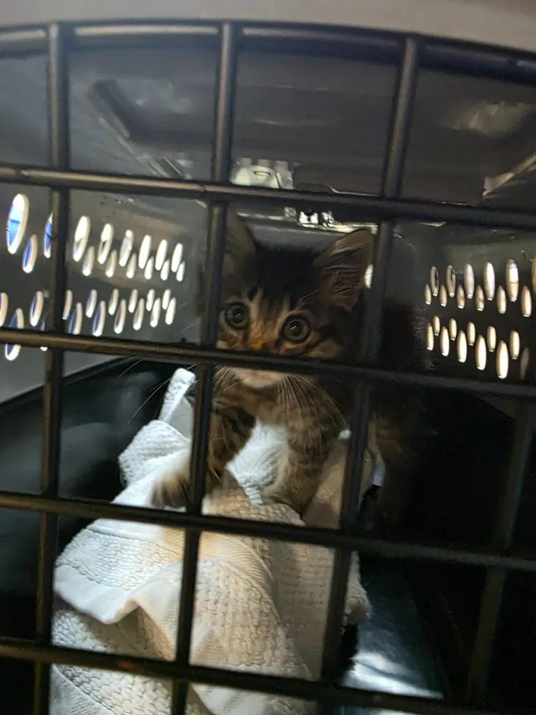 A baby large-sized male Tabby cat named Bluebell for adoption in Nacogdoches, TX