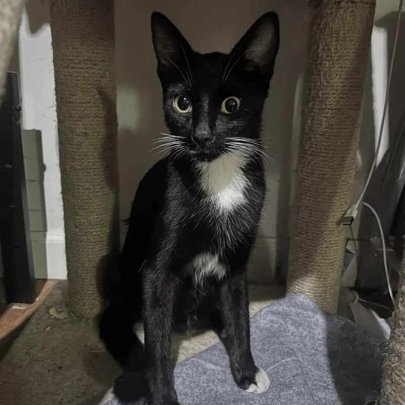 An adult medium-sized female Black Domestic Short Hair cat named Artemis Chino Hills for adoption in Chino Hills, CA