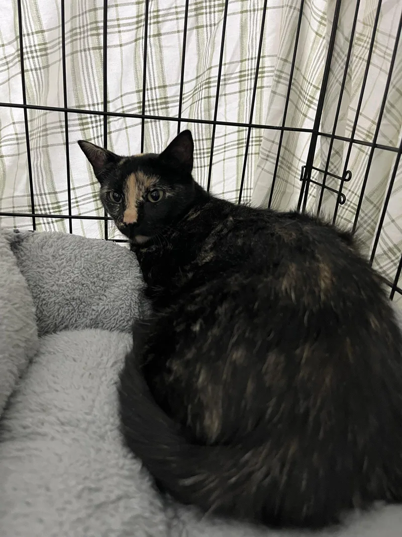 An adult small-sized female Domestic Short Hair cat named Carla for adoption in Aurora, CO
