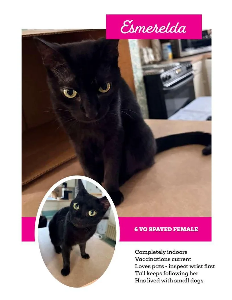 An adult medium-sized female Black Domestic Short Hair cat named EsmereldaNEEDS YOU for adoption in Franklin, TN