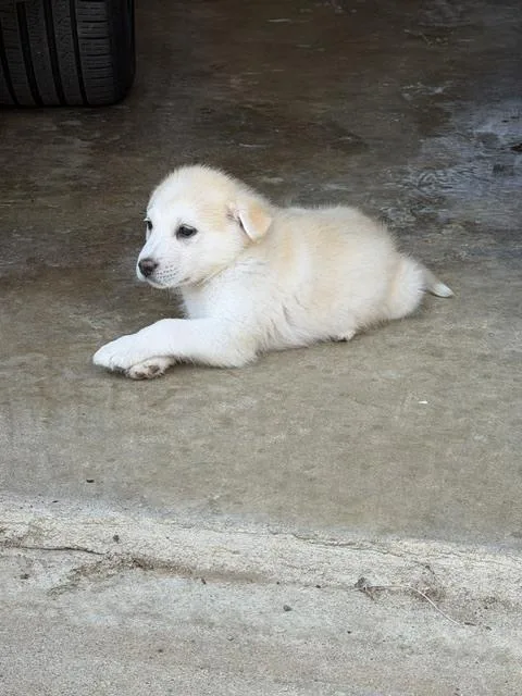 A baby small-sized female White / Cream Great Pyrenees dog named Snowflake Crew: Fiona for adoption in Dallas, TX