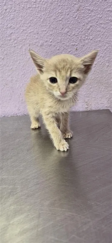 A baby small-sized male Buff / Tan / Fawn Domestic Short Hair cat named 61281753 for adoption in El Paso, TX