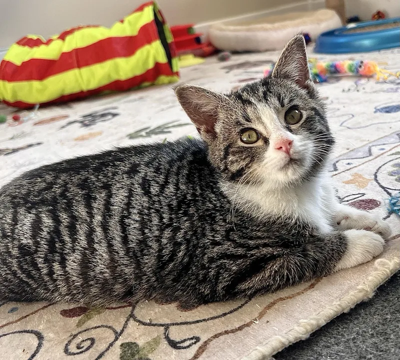 A baby medium-sized male Tabby (Brown / Chocolate) Tabby cat named Drake for adoption in Greensburg, PA