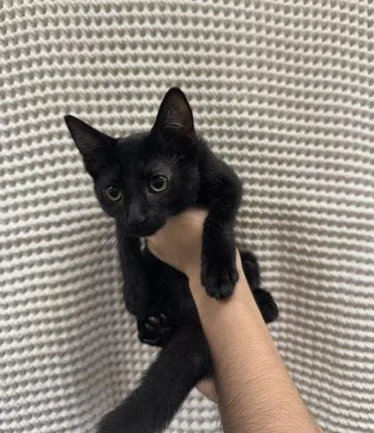A baby small-sized male Domestic Short Hair cat named Auggie for adoption in Honolulu, HI