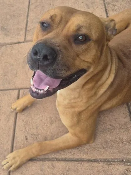 A young large-sized male Terrier dog named Diego for adoption in Shreveport, LA