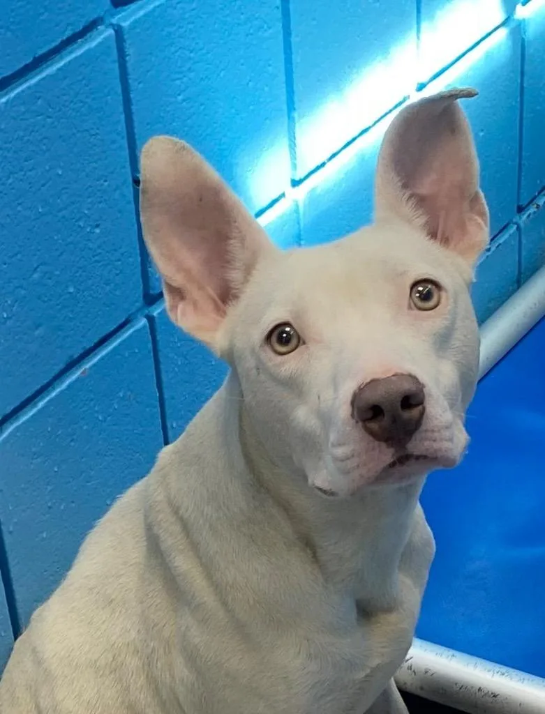 An adult medium-sized female Pit Bull Terrier dog named Opal for adoption in Hartsville, SC