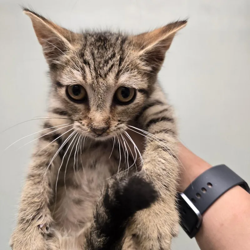 A baby small-sized male Brown / Chocolate Domestic Short Hair cat named Venus for adoption in Waldorf, MD