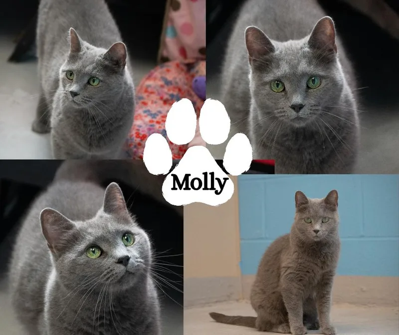 Molly