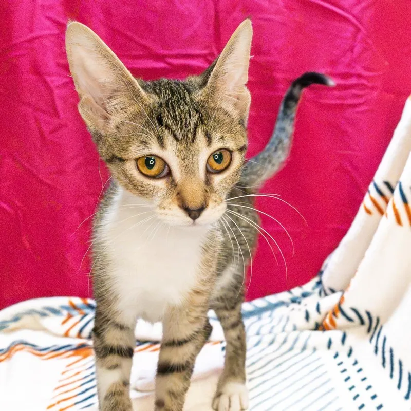 A baby small-sized female Brown / Chocolate Domestic Short Hair cat named Maria for adoption in South Elgin, IL