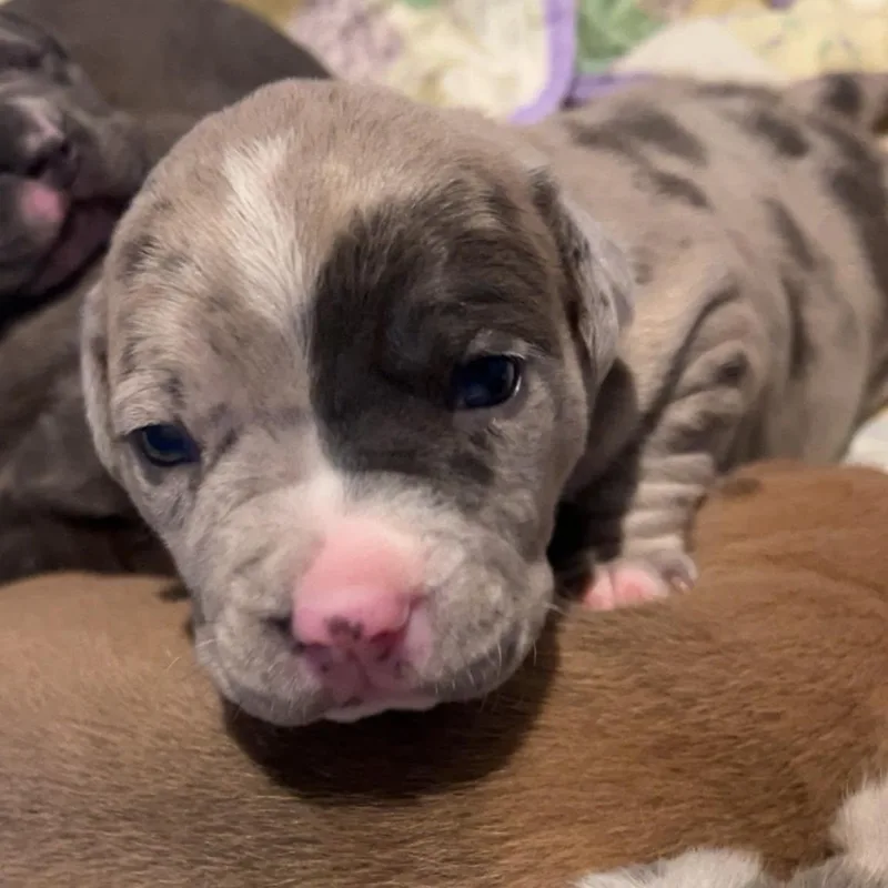 A baby medium-sized female Merle (Blue) Pit Bull Terrier dog named Miranda for adoption in Binghamton, NY