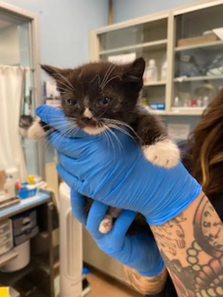 A baby small-sized female Domestic Short Hair cat named Nilla for adoption in Santa Rosa, CA