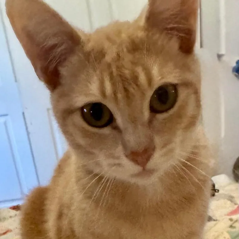 A young medium-sized male Orange / Red Domestic Short Hair cat named Coco Puff for adoption in Los Angeles, CA