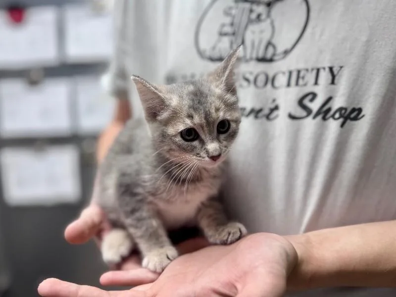 A young medium-sized female Domestic Short Hair cat named Kanga for adoption in Wooster, OH
