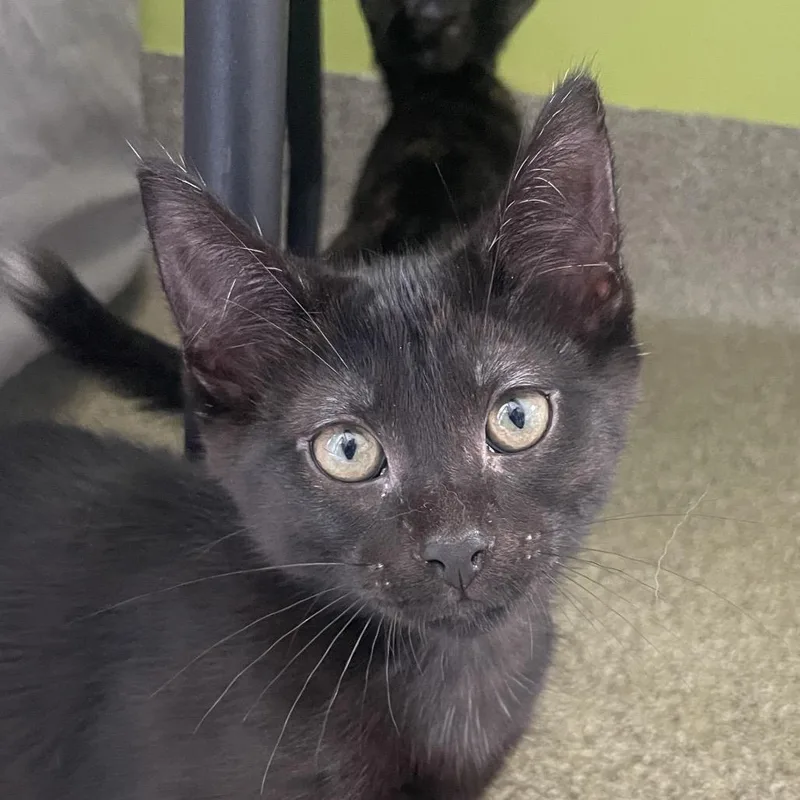 A baby small-sized male Black Domestic Short Hair cat named Dunkel for adoption in Chicago, IL