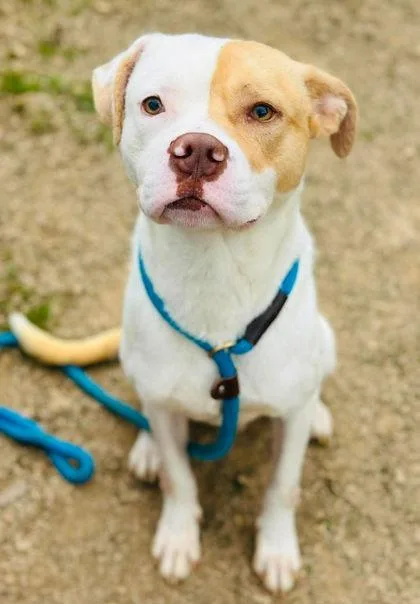 An adult large-sized male Mixed Breed dog named Fred for adoption in West Chester, PA