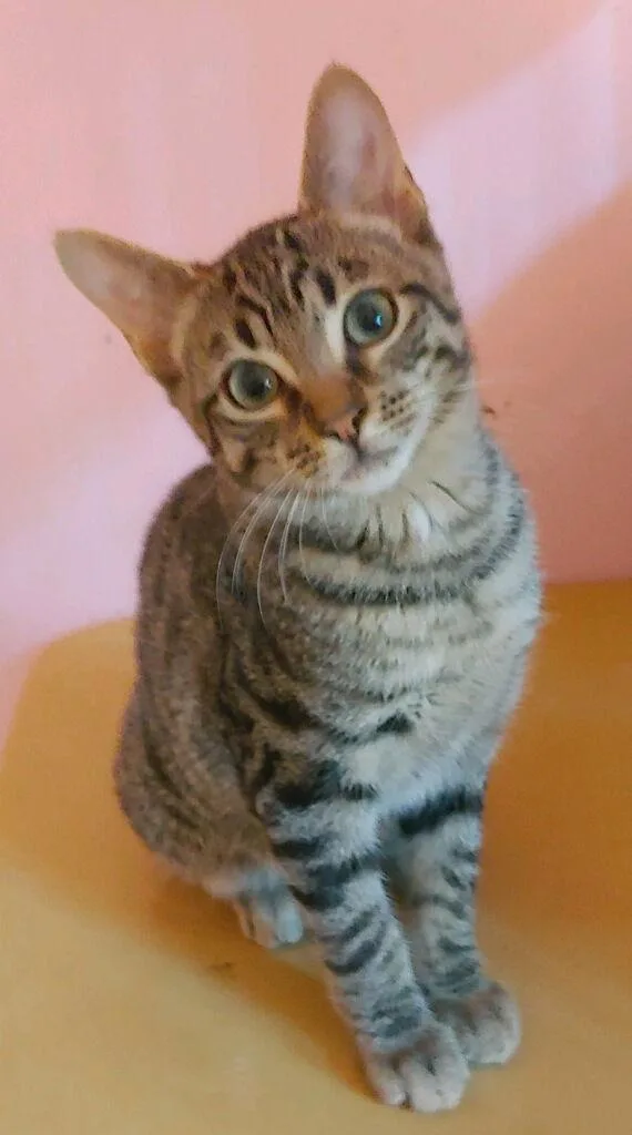 A young medium-sized male Domestic Short Hair cat named Brock for adoption in Pompano Beach, FL