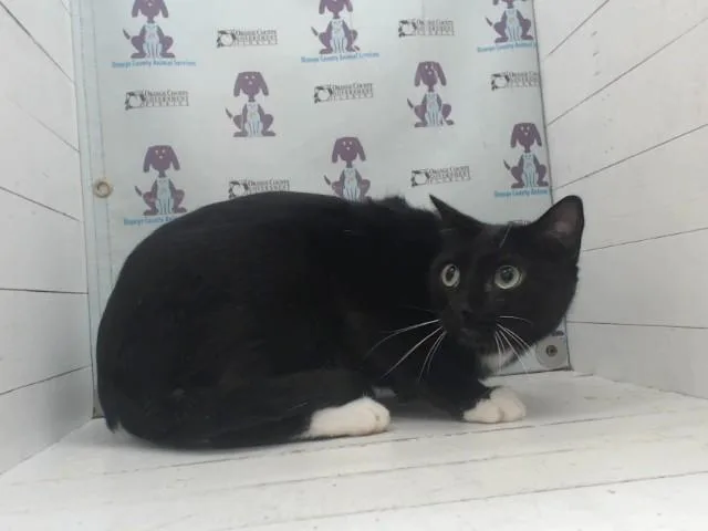 An adult small-sized male Domestic Short Hair cat named Black Shadow for adoption in Orlando, FL