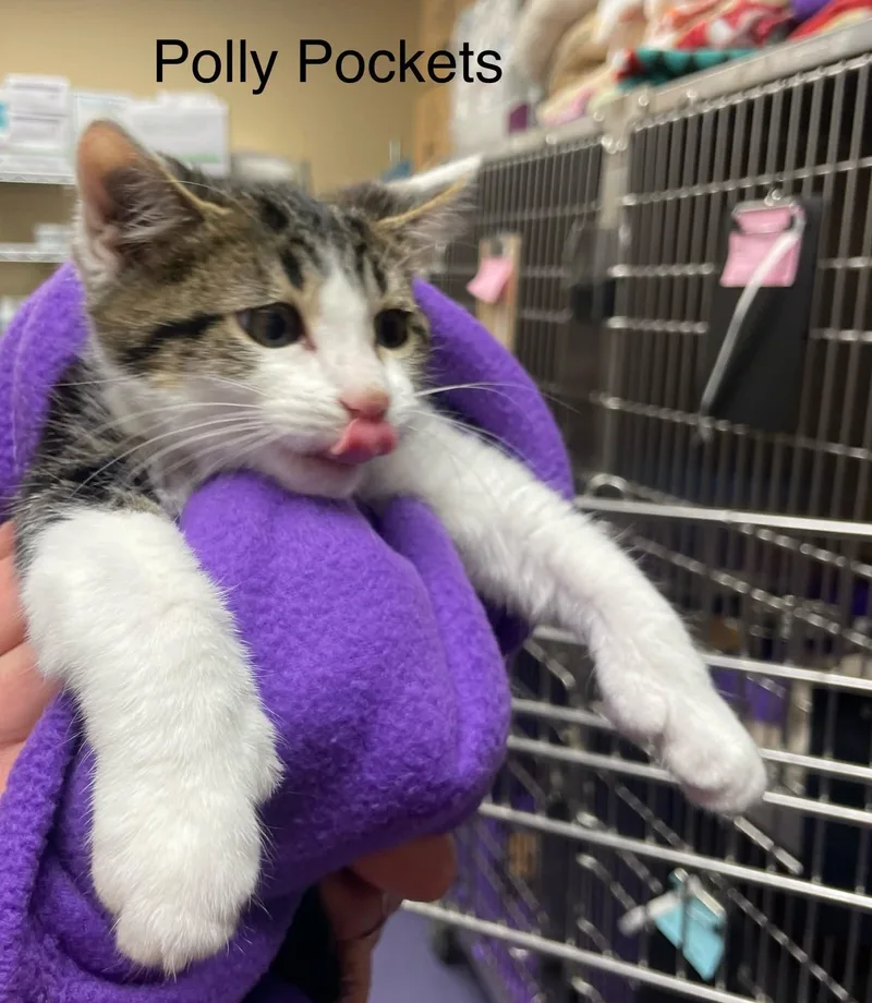 A young medium-sized female Tabby (Brown / Chocolate) Tabby cat named Polly Pocket for adoption in Wyandotte, MI