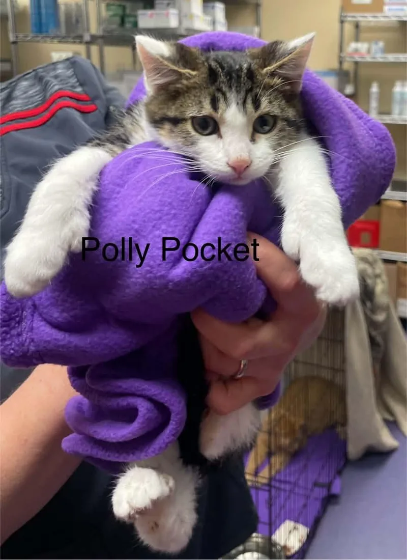 Polly Pocket thumbnail 2