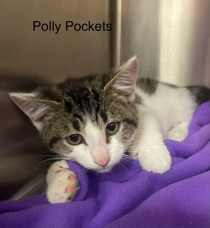 Polly Pocket thumbnail 4