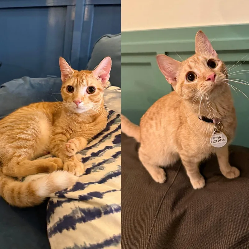 A young medium-sized male Orange / Red Domestic Short Hair cat named Scorpion Bowl & Pina for adoption in Brooklyn, NY