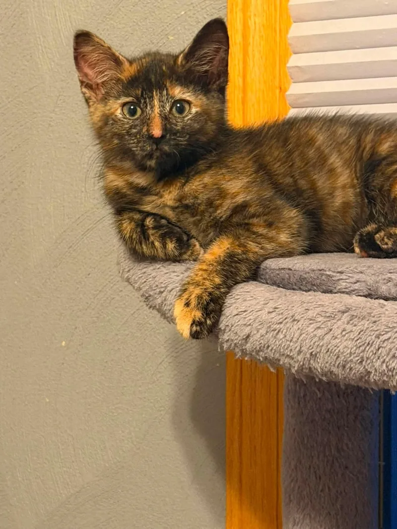 A baby medium-sized female Tortoiseshell Domestic Short Hair cat named Dottie for adoption in Battle Creek, MI