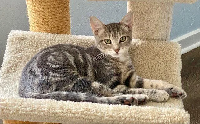 A young medium-sized female Domestic Short Hair cat named Paisley  year for adoption in Sterling, MA