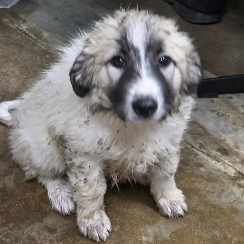 A baby large-sized male White / Cream Great Pyrenees dog named Ren for adoption in Eureka Springs, AR