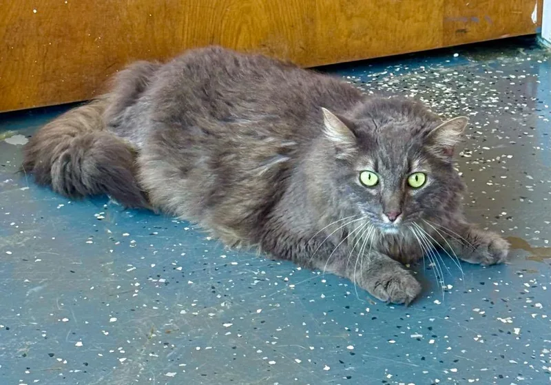 An adult small-sized male Domestic Long Hair cat named Smokey for adoption in Thousand Oaks, CA