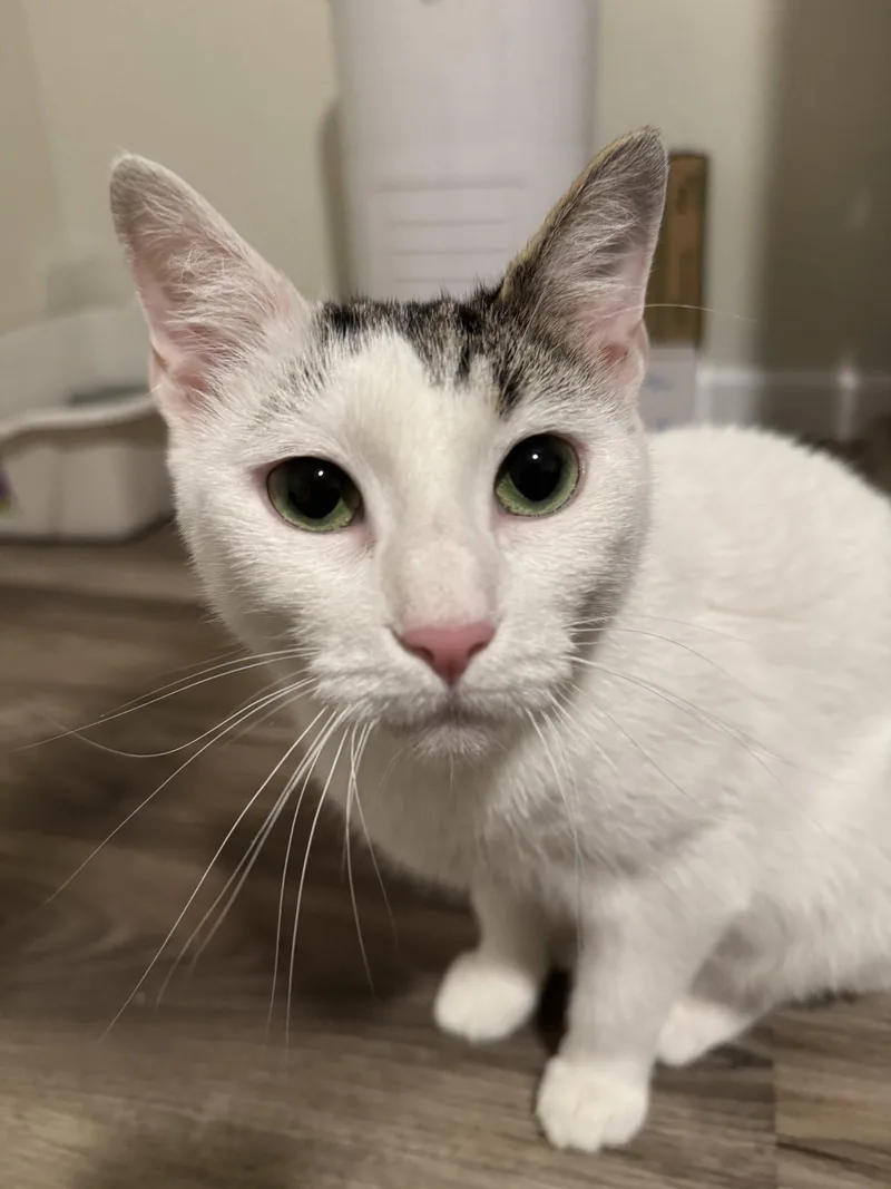 An adult medium-sized female Domestic Short Hair cat named Zazie for adoption in Herndon, VA