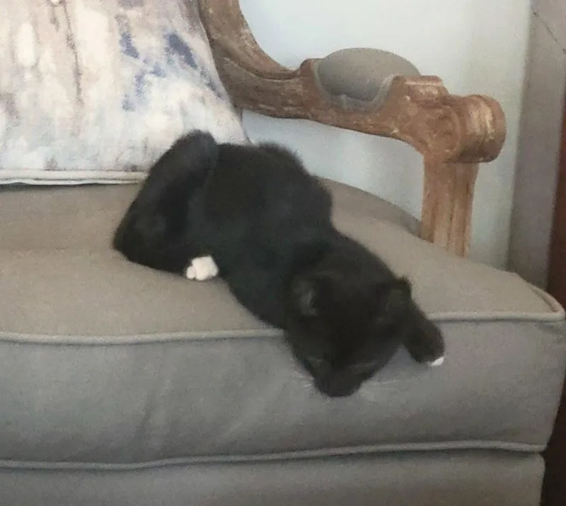 A baby small-sized male Black & White / Tuxedo Domestic Short Hair cat named Max C Ingram for adoption in Saunderstown, RI