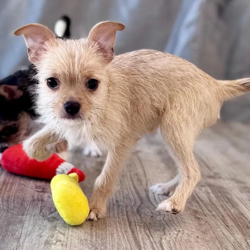 A baby small-sized female Yellow / Tan / Blond / Fawn Yorkshire Terrier dog named Pear for adoption in Green Bay, WI