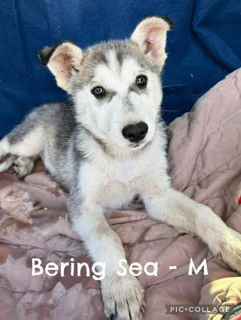 Bering Sea thumbnail 5
