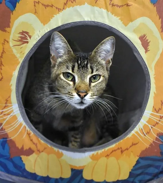 A young medium-sized female Domestic Short Hair cat named Pandora for adoption in Sarasota, FL