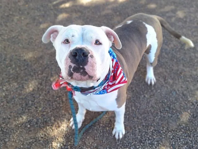 An adult large-sized male Pit Bull Terrier dog named Gandalf for adoption in Phoenix, AZ