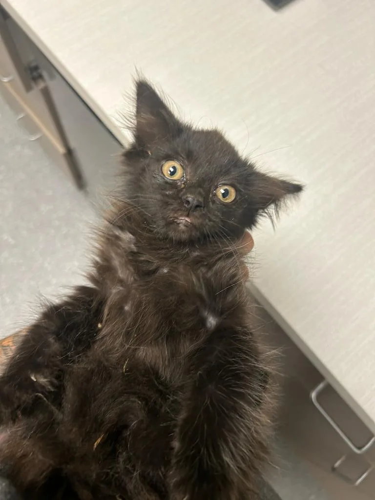 A baby small-sized female Domestic Long Hair cat named Kiva for adoption in Greenfield, IN
