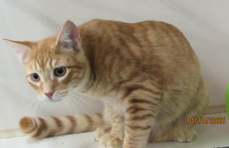 A baby medium-sized male Tabby cat named Ahadi for adoption in Conroe, TX