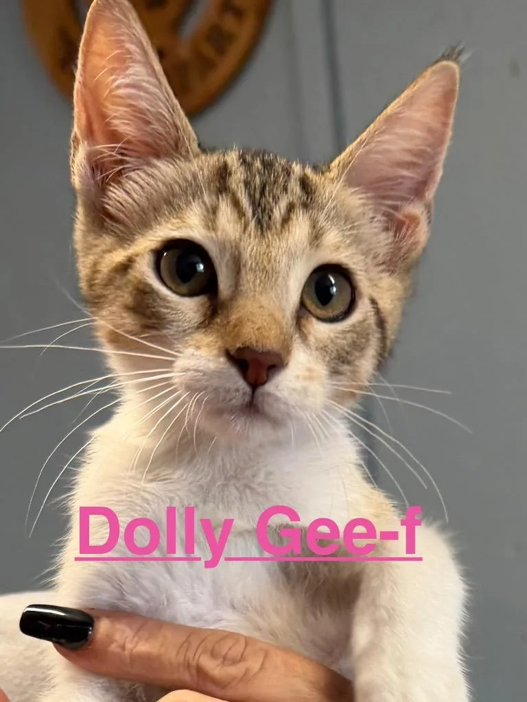 A baby small-sized female Tabby cat named Dolly Gee for adoption in Brookhaven, MS