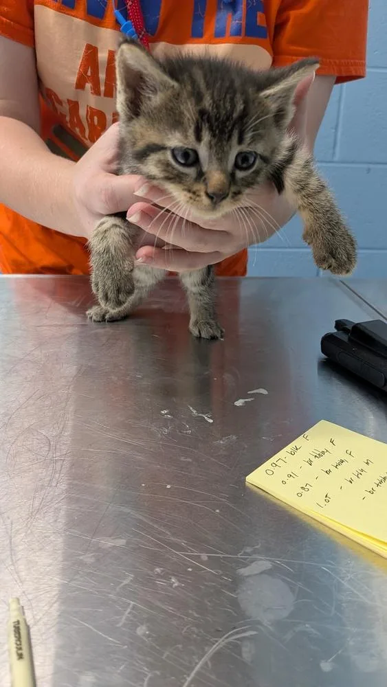 A baby small-sized male Tabby (Brown / Chocolate) Domestic Short Hair cat named Hereford for adoption in Evansville, IN