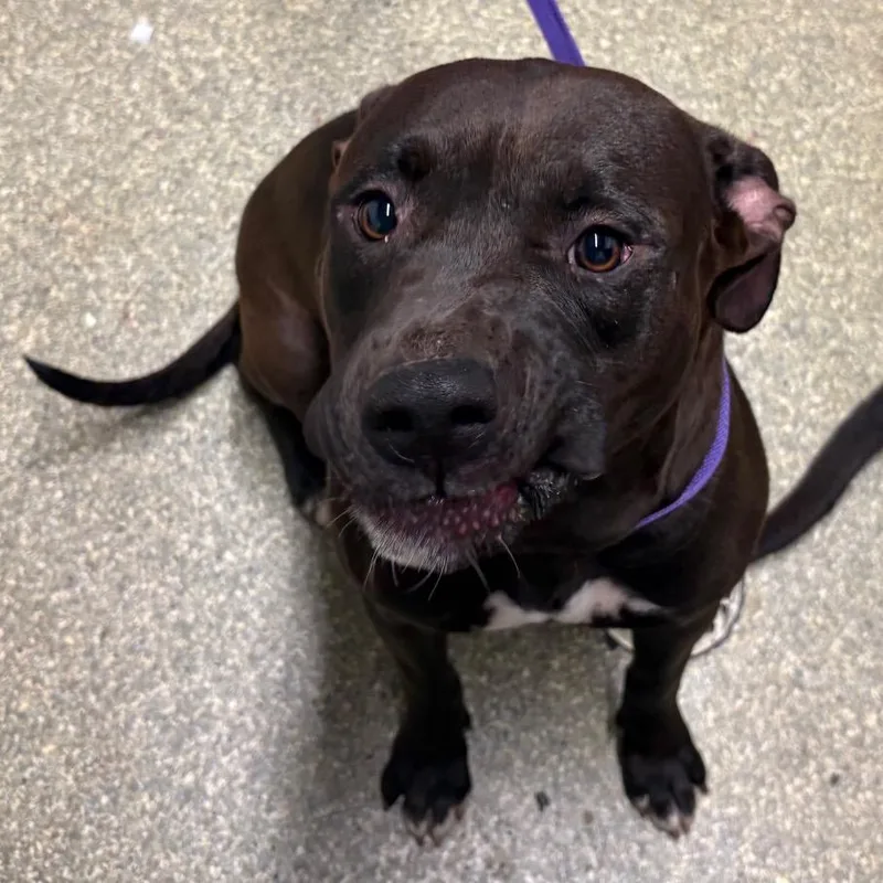 An adult medium-sized female Black Labrador Retriever dog named Perieta for adoption in San Gabriel, CA