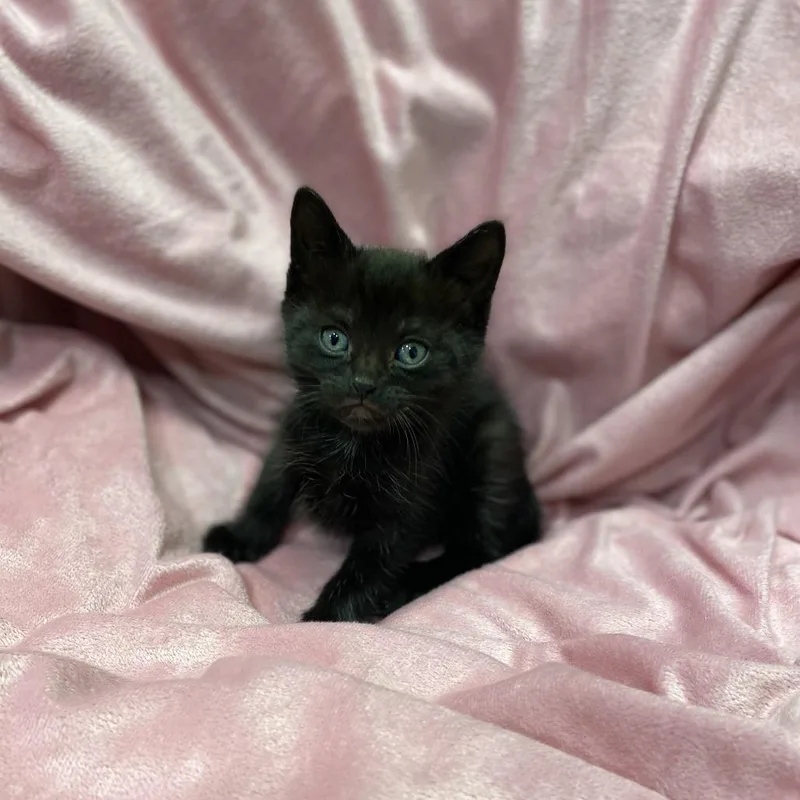 A baby small-sized female Black Domestic Short Hair cat named Lyra for adoption in Los Angeles, CA